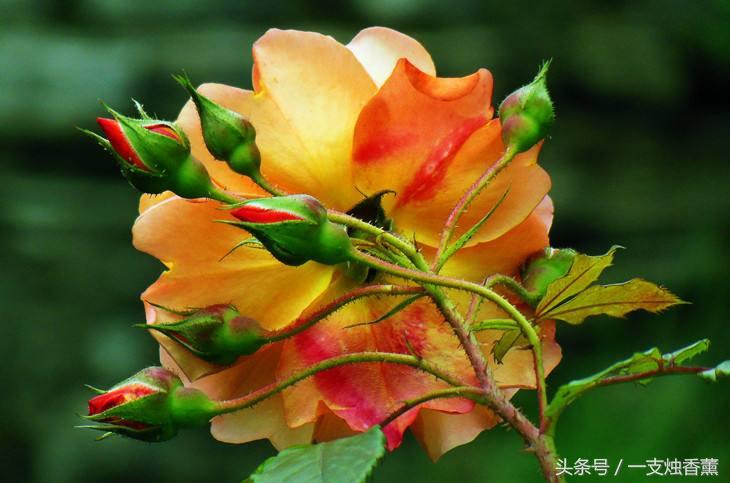 正宗玫瑰花精油是什么颜色,玫瑰花精油精华