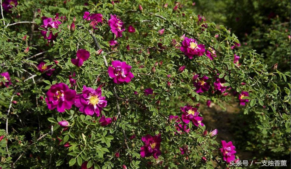 正宗玫瑰花精油是什么颜色,玫瑰花精油精华