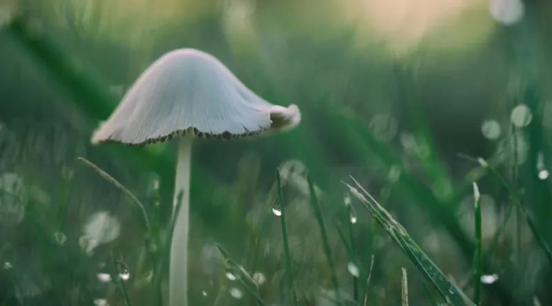 湿热脚气泡脚中药配方,脚气湿气比较重用什么泡脚