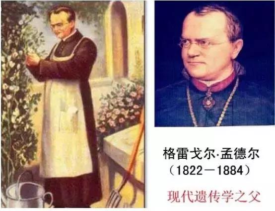 中国人在迪拜利用海水收割水稻,迪拜沙漠种植海水稻成功