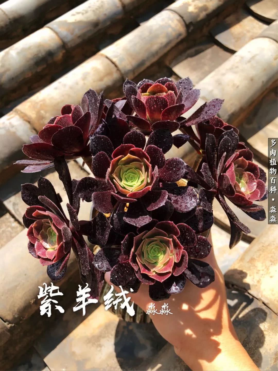 佛系养肉者,佛系养猫养狗人