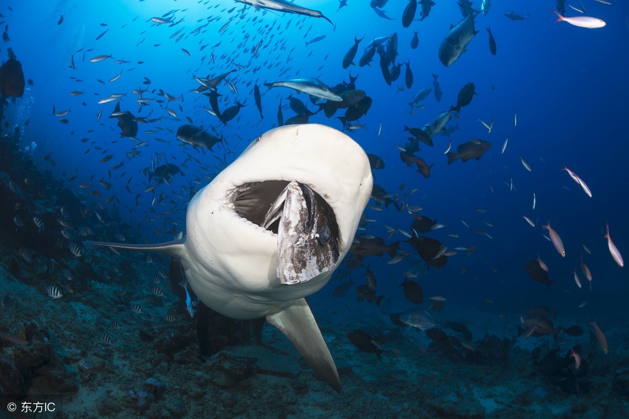 在美国海钓是一种什么样的体验？规矩太多连香蕉都不能带