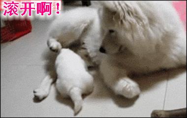 你给我滚出来表情包搞笑图片,给我滚表情图