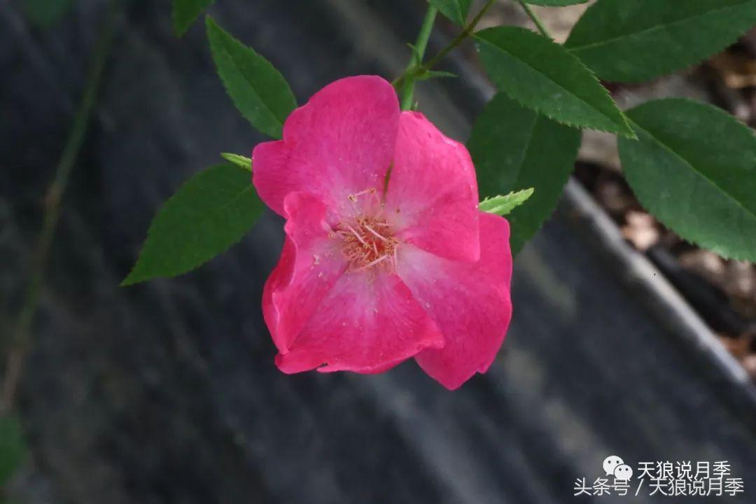 有哪些中国古老月季原生品种,中国四大古典月季