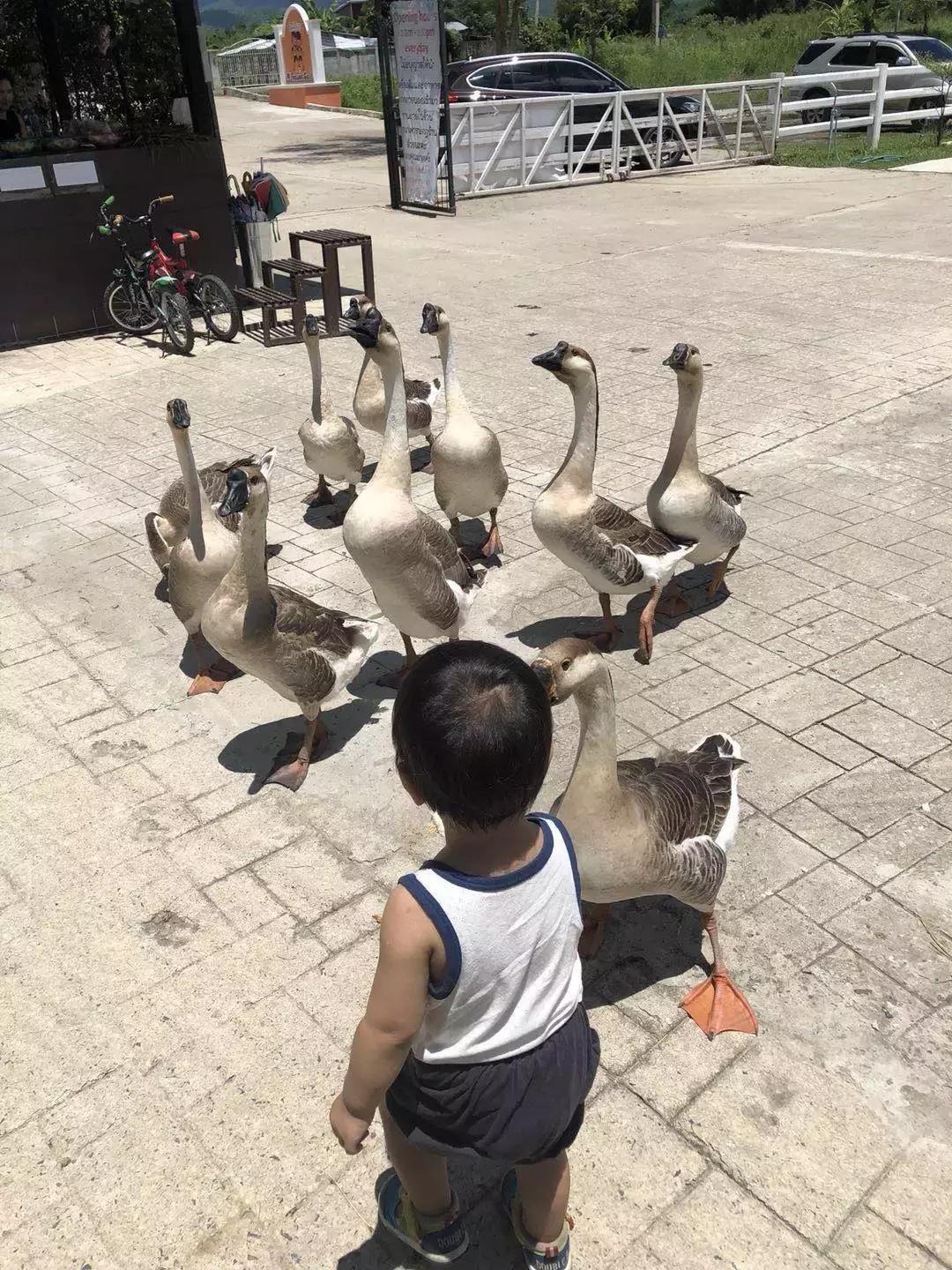 被兔子咬了需不需要打狂犬疫苗,被兔子咬了需要打疫苗吗