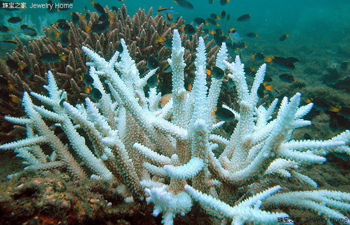 红珊瑚的魅力有多大,红珊瑚的魅力有多强