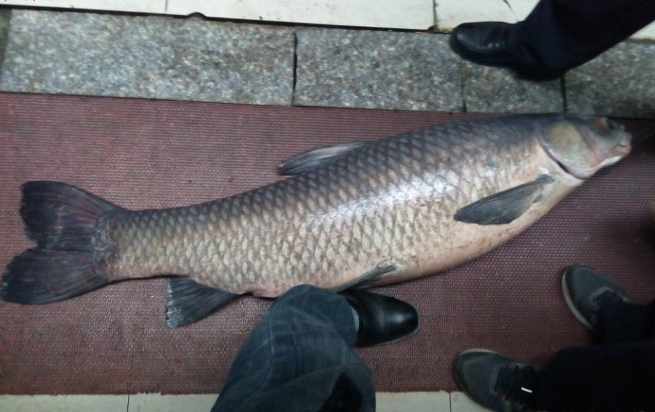 夏天钓鱼最佳方法,垂钓怎样能让鱼开口