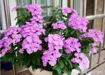 什么花和绿萝一样好养,比绿萝好养好看的花草