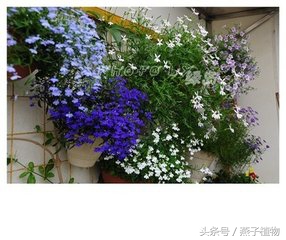 什么花和绿萝一样好养,比绿萝好养好看的花草