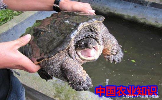 鳄鱼龟怎么样分公母,真正鳄鱼龟和养殖鳄鱼龟怎么分别