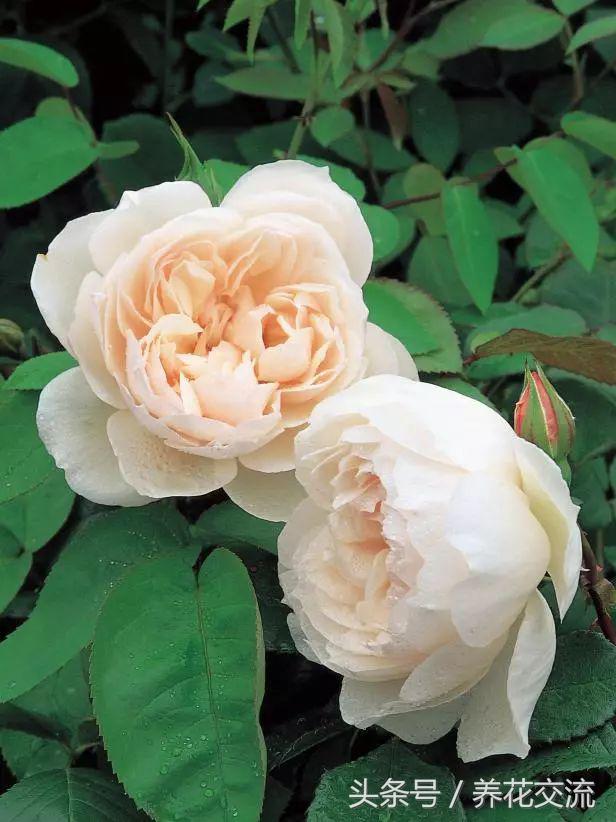 十种最香的月季花,花期300天又很香好养的月季花