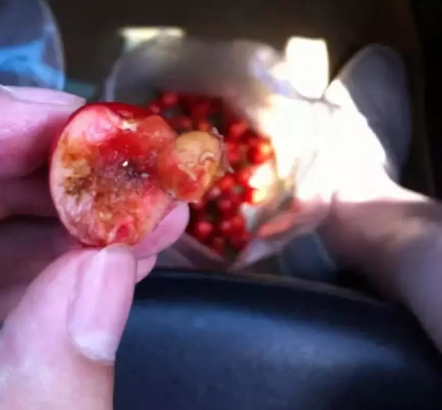 樱桃里面的蛆虫是怎么进去的,樱桃里面的蛆虫吃进人体有害吗