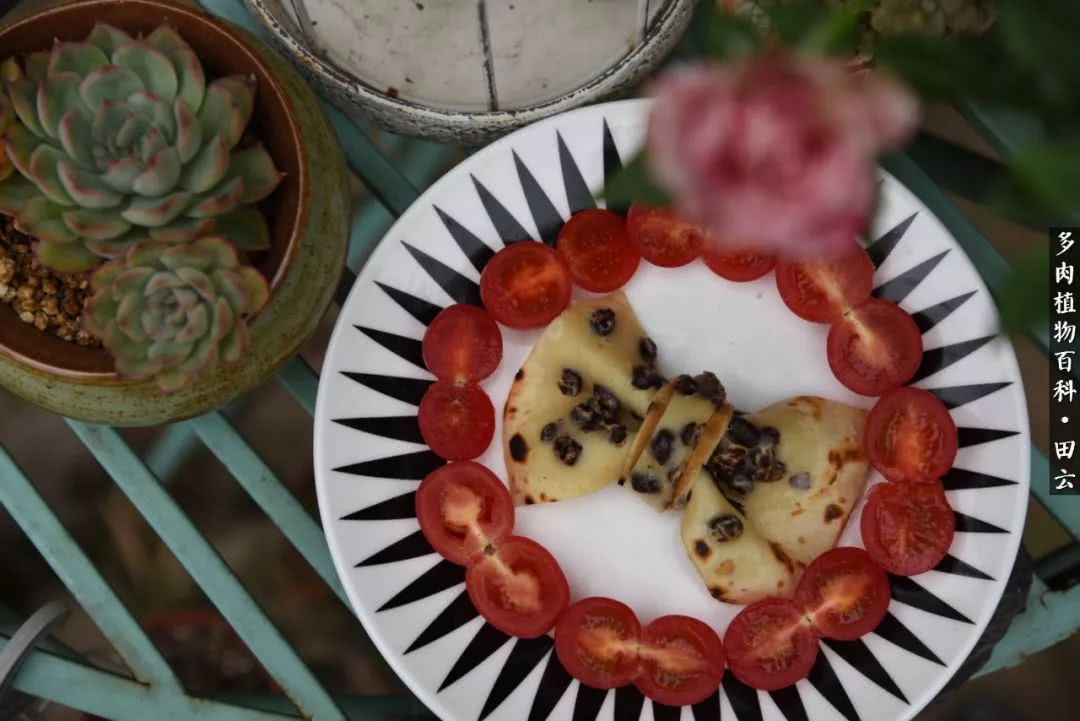 推开多肉世界的门，原来你与美食来自同一国度！