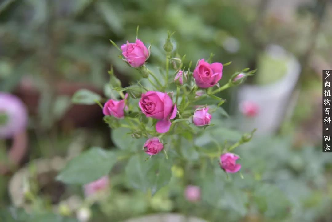 推开多肉世界的门，原来你与美食来自同一国度！