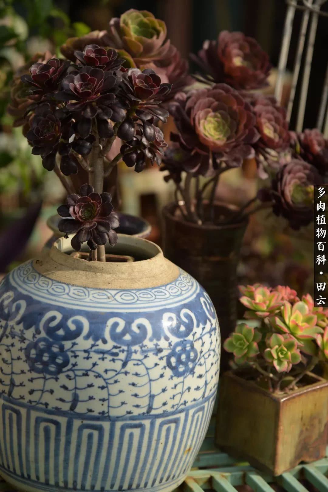 推开多肉世界的门，原来你与美食来自同一国度！