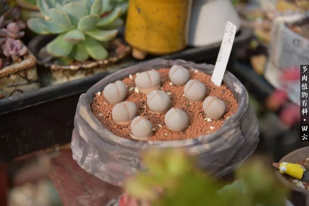 推开多肉世界的门，原来你与美食来自同一国度！