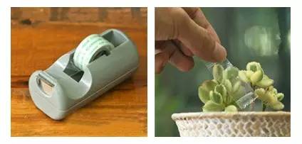 如何清理灰尘让多肉变成小清新