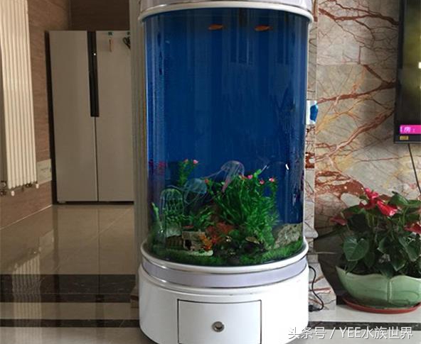 哪种鱼缸不实用,这几种鱼不要买