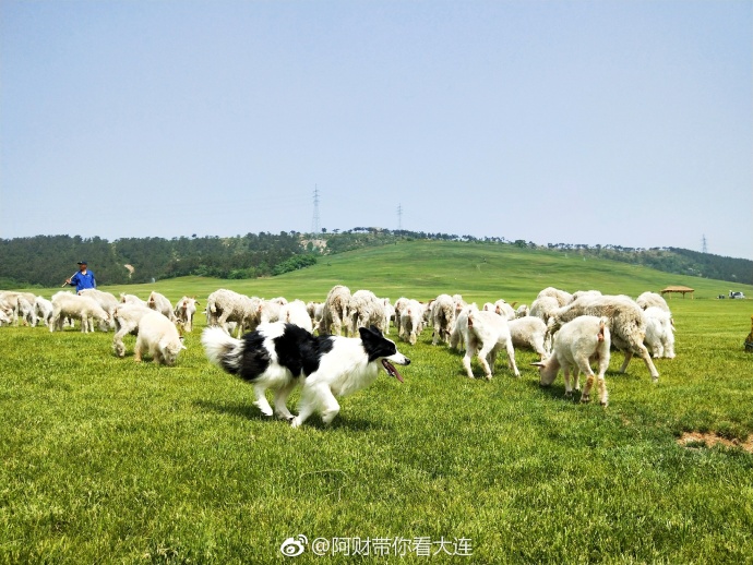 大连游记之三寰牧场,大连三寰牧场游玩日记