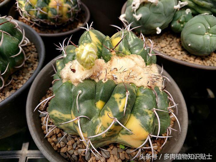 仙人掌移盆怎样才能养护好,仙人掌养护方法多肉