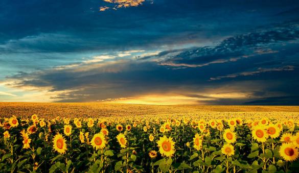 加拿大留学哪个城市高中好,加拿大留学城市排行榜