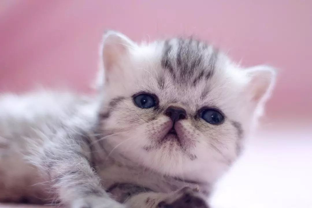 猫咪不停抓挠嘴巴,猫咪经常流眼泪解决方法