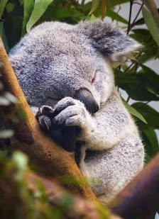 动物冷知道：那些奇怪的羞羞的方式，你们感受一下……