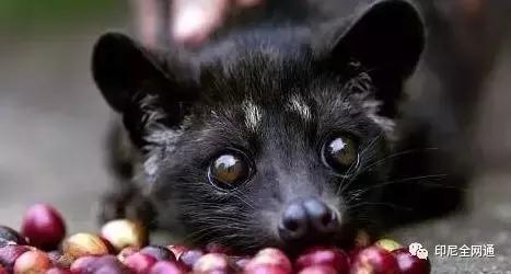 去印尼可以带什么吃的,在印尼买什么特产带回国最便宜