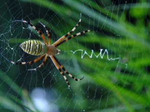 蜜蜂的天敌有哪些动物,蜜蜂天敌有哪些