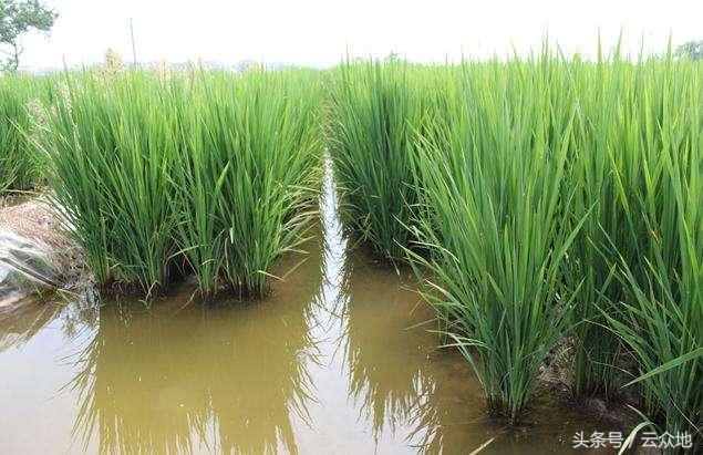 稻田养殖泥鳅怎样防逃,稻田养泥鳅需要培育轮虫吗