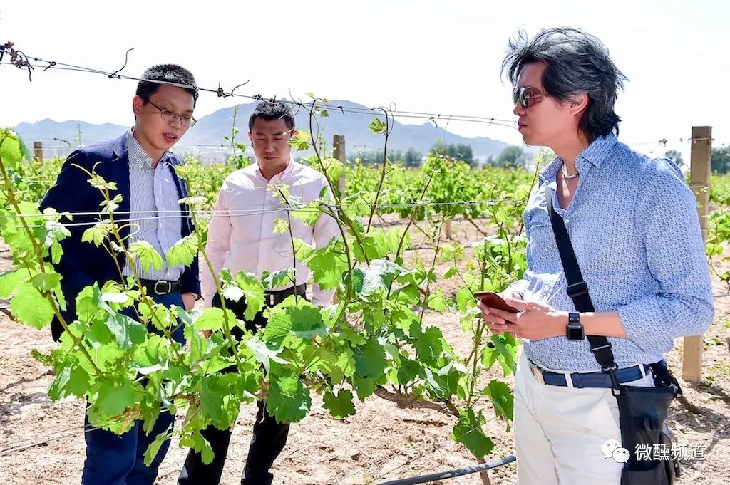 长城桑干酒庄哪款酒好,长城桑干酒庄官方旗舰店