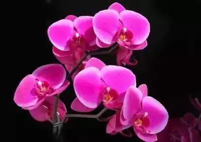 100种的鲜花花语合集,100种花的寓意和花语