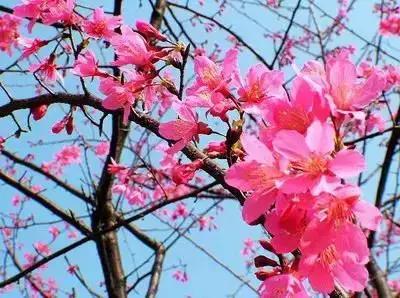 鲜花的100种花语,全部花草的花语