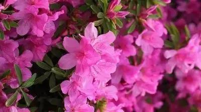 100种象征着爱情的花的花语,满天星花有几种颜色对应的花语