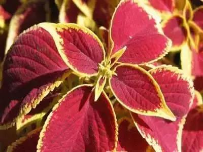 100种象征着爱情的花的花语,满天星花有几种颜色对应的花语