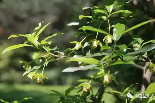 左世新金弹子盆景直播,左世新根艺金弹子