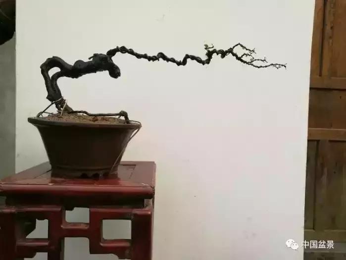 左世新金弹子盆景直播,左世新根艺金弹子