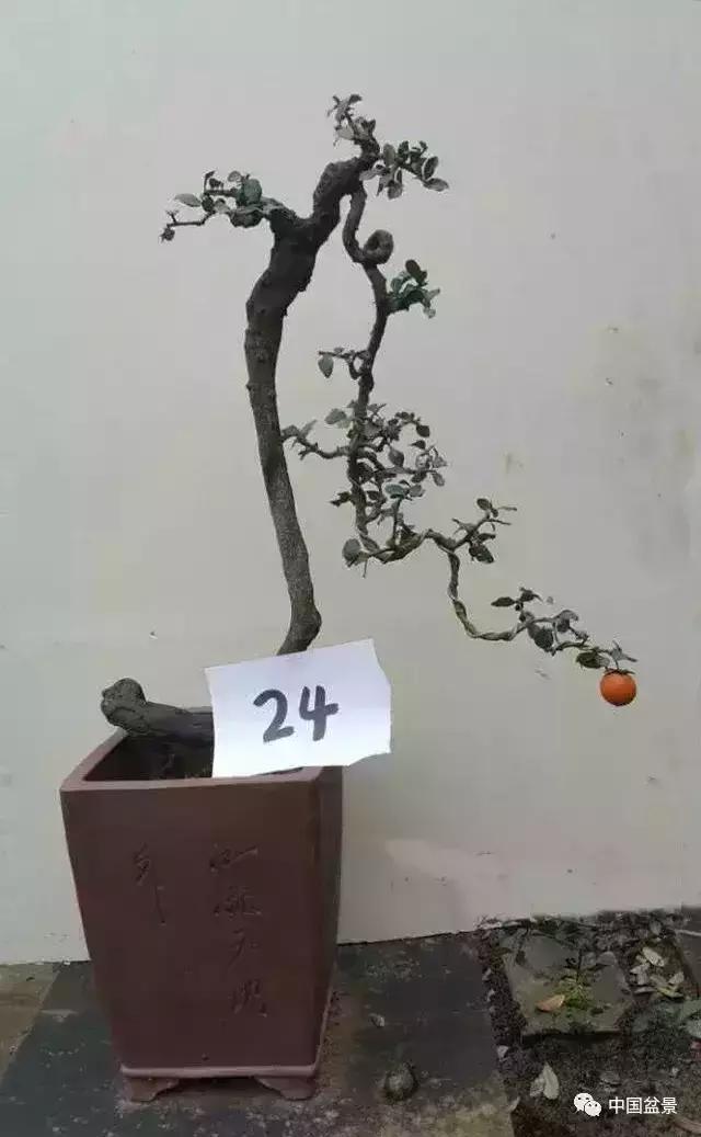 左世新金弹子盆景直播,左世新根艺金弹子