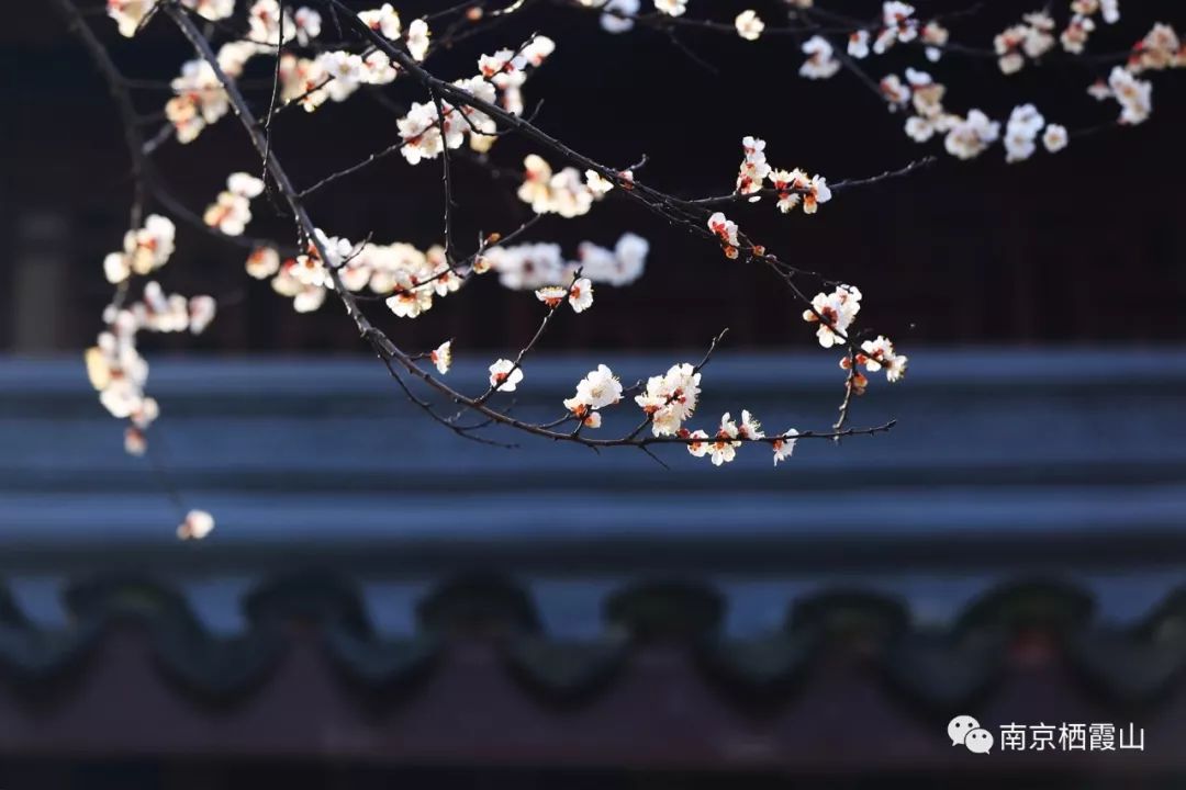 落叶禅意故事,一片树叶的禅意故事