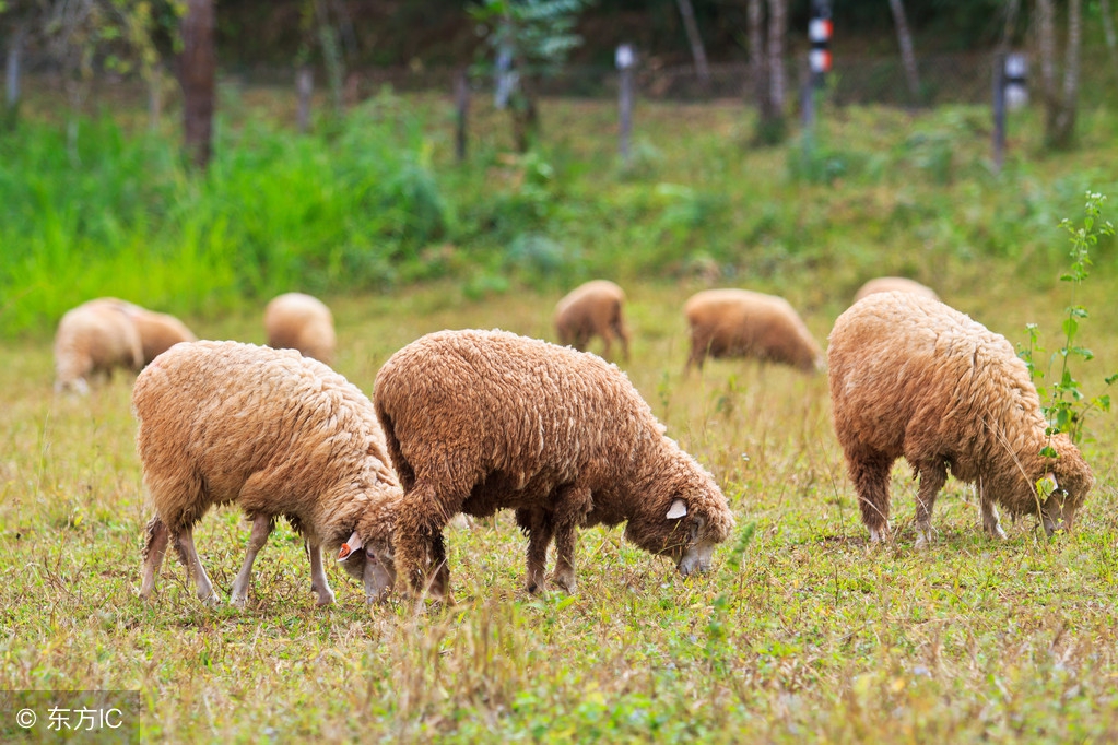 生肖羊明日有三喜运势吗,生肖羊明日运势和禁忌