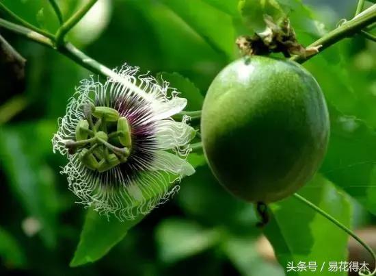 百香果栽培的最佳温度,百香果苗栽培多久能结果