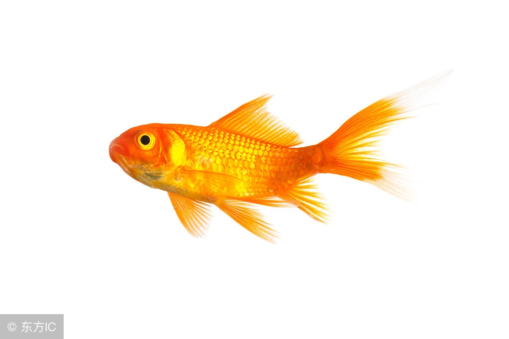 最好养的小体金鱼品种有哪些,兰寿金鱼和哪些品种金鱼混养