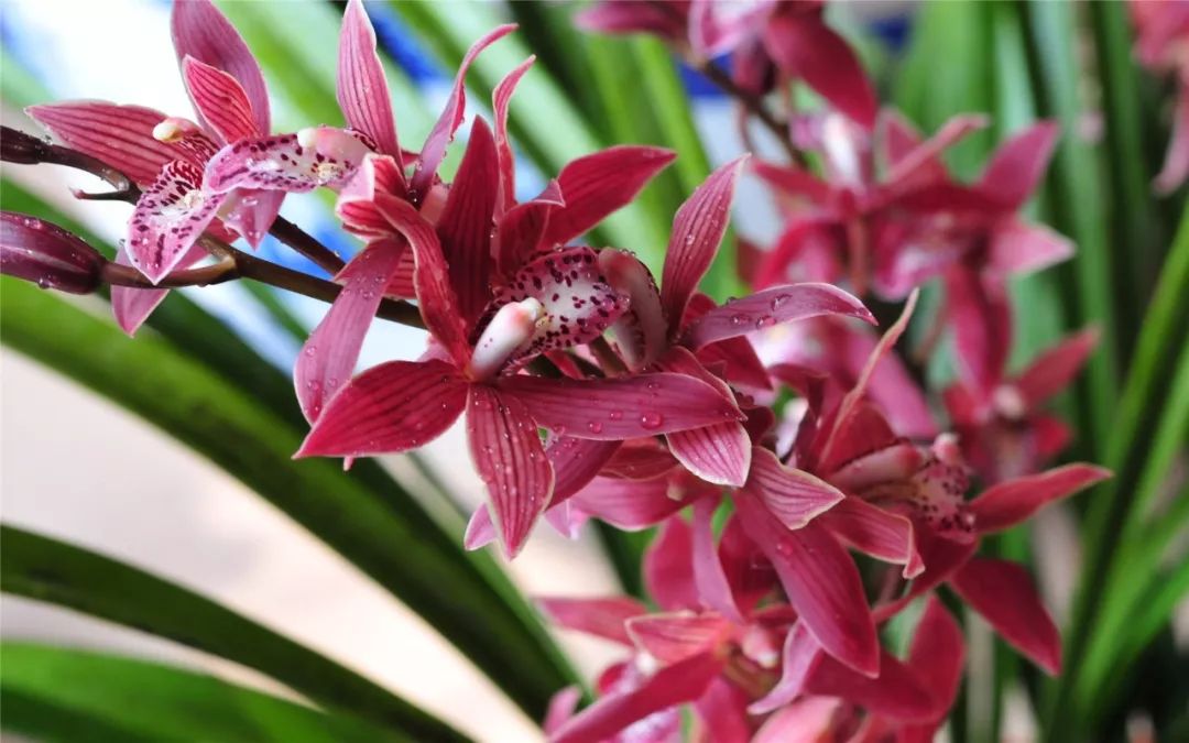 南平市的市花,福建省南平市市花