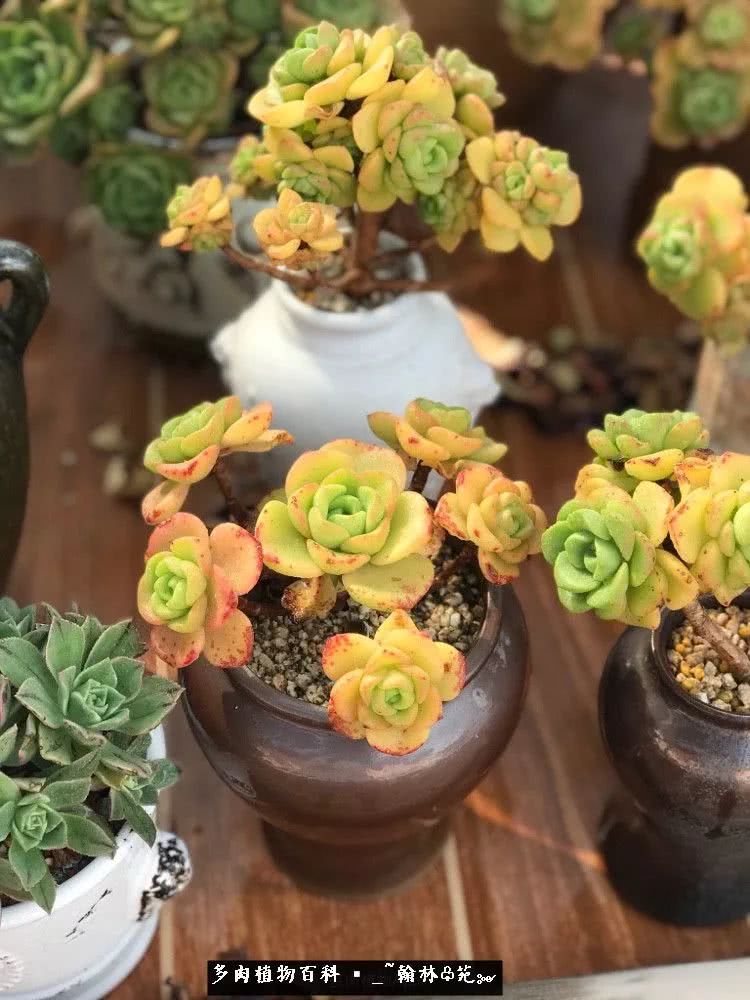 昆明精品多肉花园,昆明最好看的多肉花园
