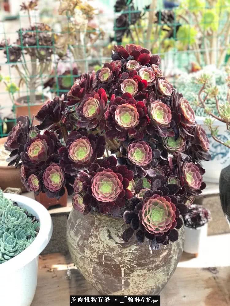 昆明精品多肉花园,昆明最好看的多肉花园