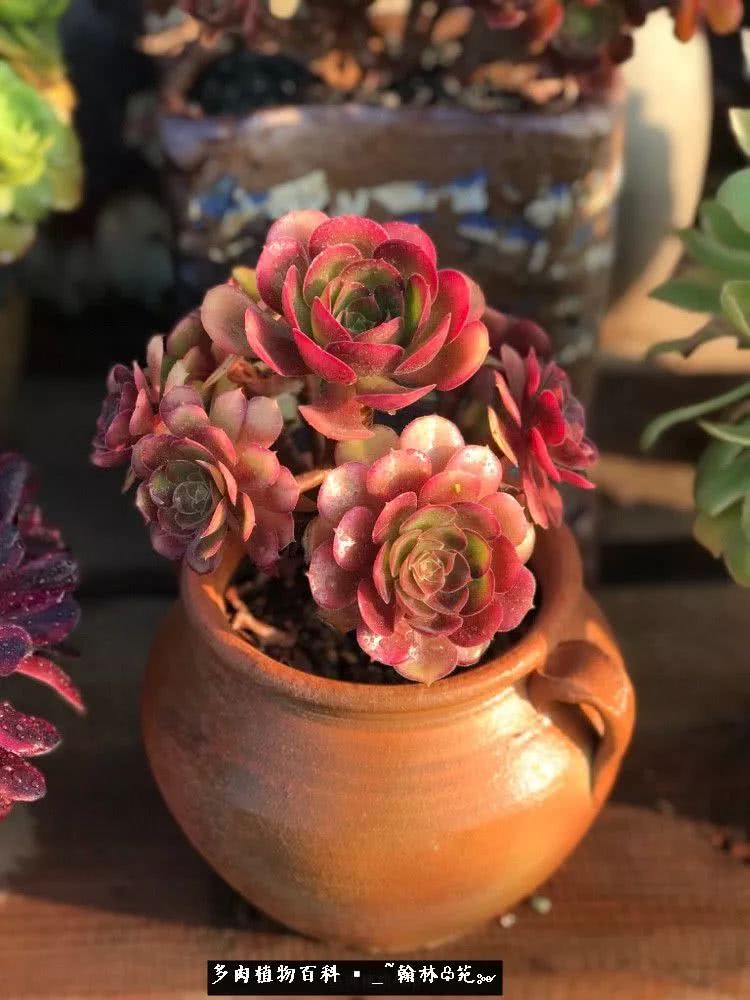 昆明精品多肉花园,昆明最好看的多肉花园