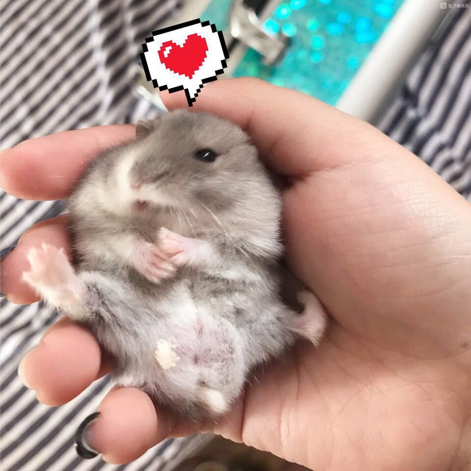 三只仓鼠游戏,三只仓鼠选什么笼子