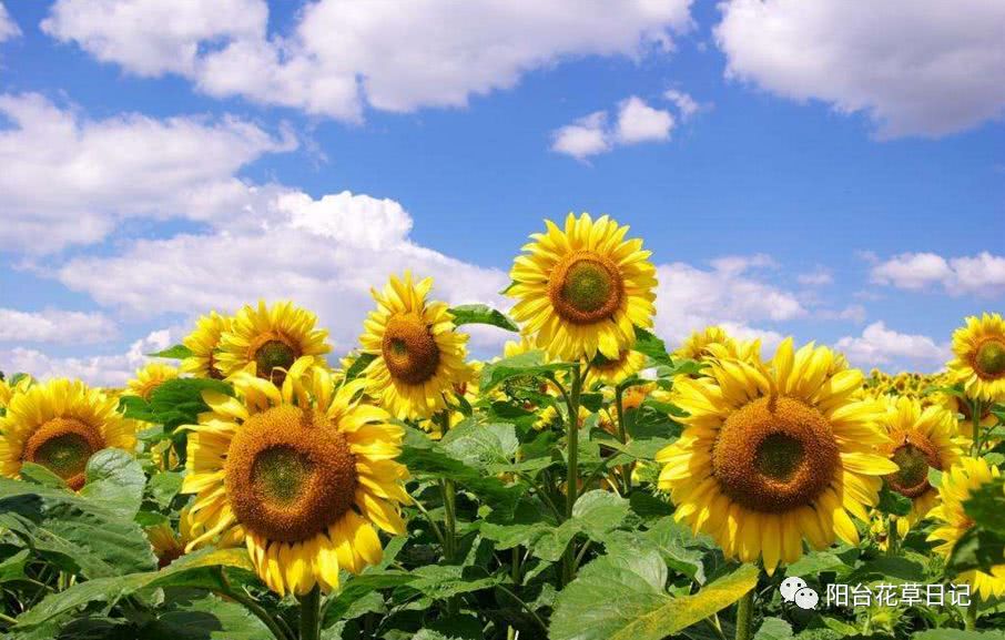 世界上最具代表5种国花,各国国花有哪些特点