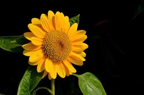 世界各国国花图片及名称集锦,世界各地的国花你能叫出几个名字