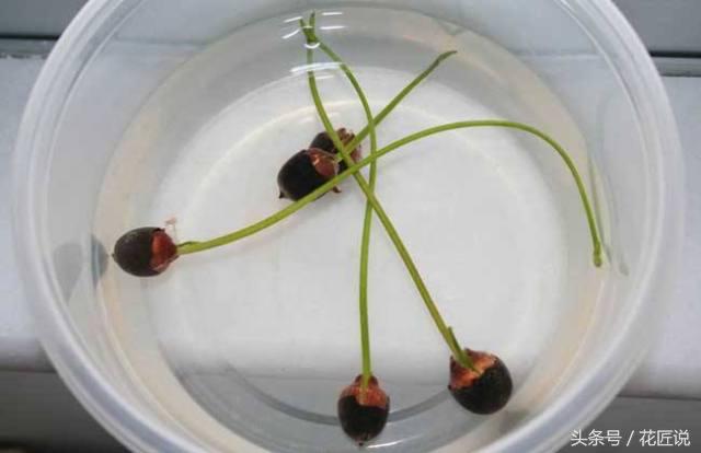 8月种碗莲,秋天种碗莲能开花吗